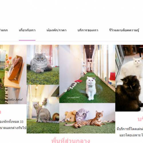 CMS Website Design & Development Portfolio For Cat Hotel